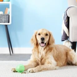 Ethical Pet Dura Brite Treat Dispenser Ball Dog Toy, Color Varies 10 Ethical Pet Dura Brite Treat Dispenser Ball Dog Toy, Color Varies -Blue Buffalo Shop 154205 PT2. AC SS1800 V1554127554