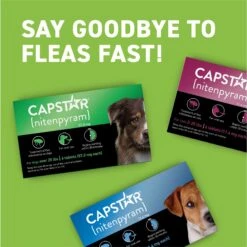 Capstar Flea Oral Treatment For Dogs, Over 25 Lbs 18 Capstar Flea Oral Treatment For Dogs, Over 25 Lbs -Blue Buffalo Shop 154854 PT7. AC SS1800 V1693496140