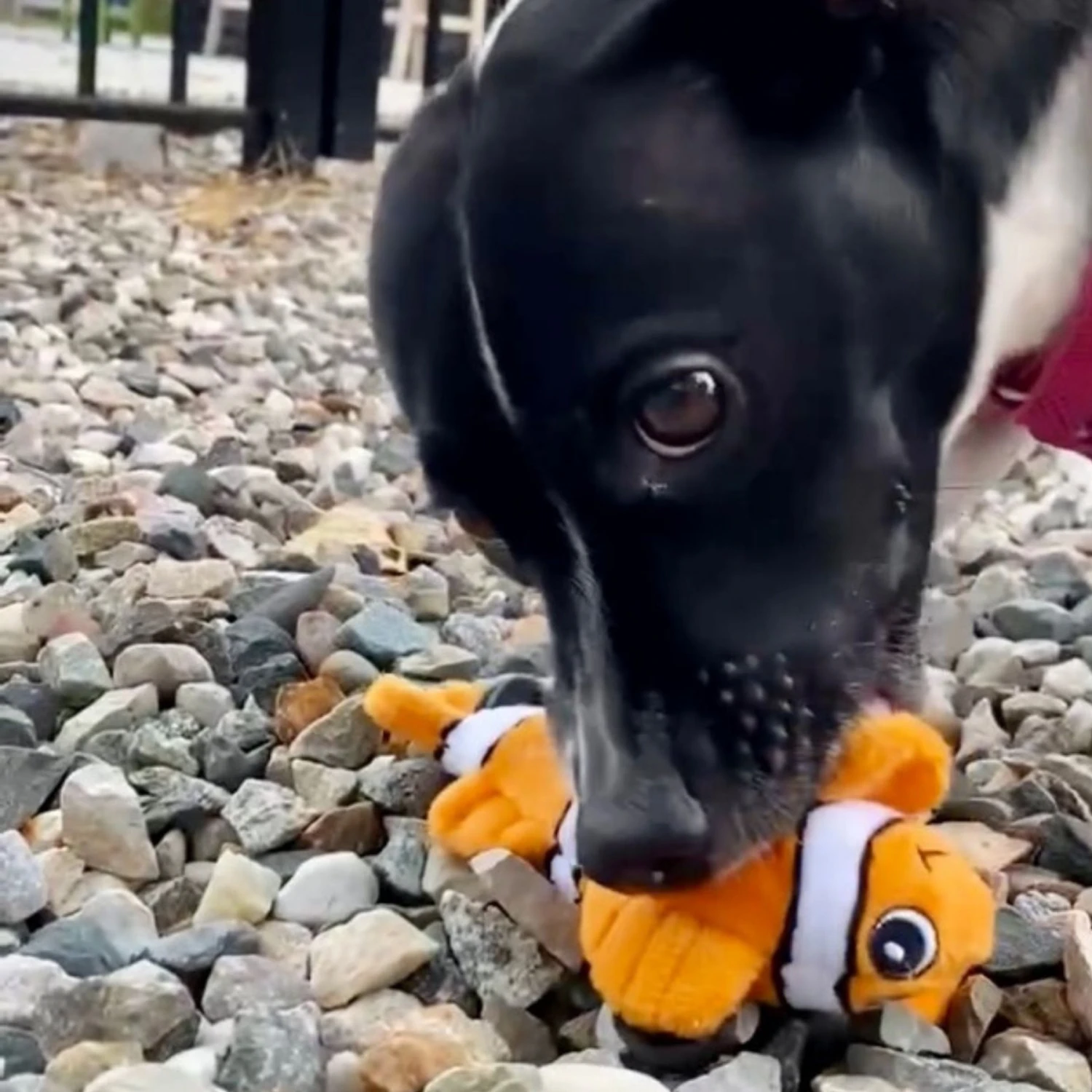 Snuggle Puppy Tender-Tuffs Clownfish Tough Dog Toy 8 Snuggle Puppy Tender-Tuffs Clownfish Tough Dog Toy - Image 6