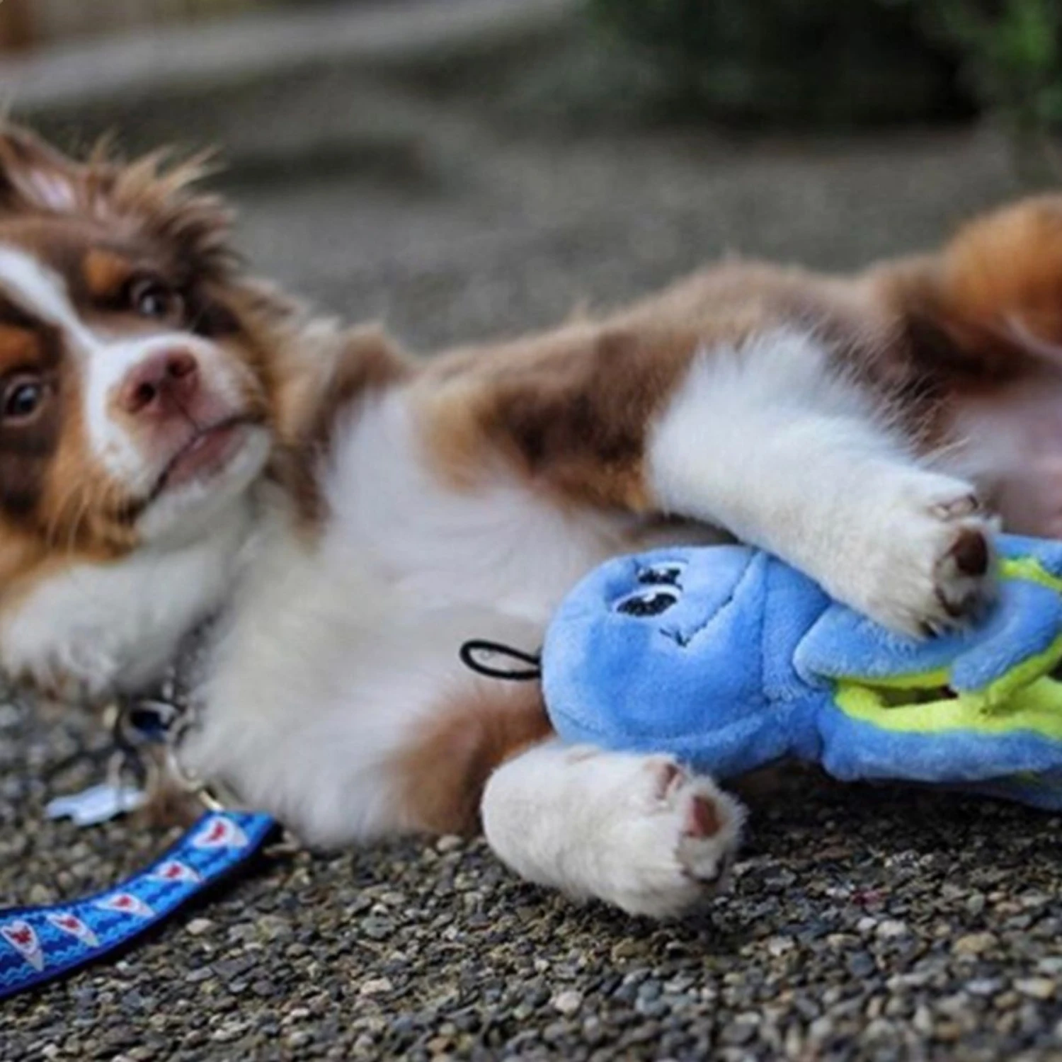 Snuggle Puppy Tender-Tuffs Curly Leg Octopus Tough Squeaky Dog Easy Grab Toy 7 Snuggle Puppy Tender-Tuffs Curly Leg Octopus Tough Squeaky Dog Easy Grab Toy - Image 5