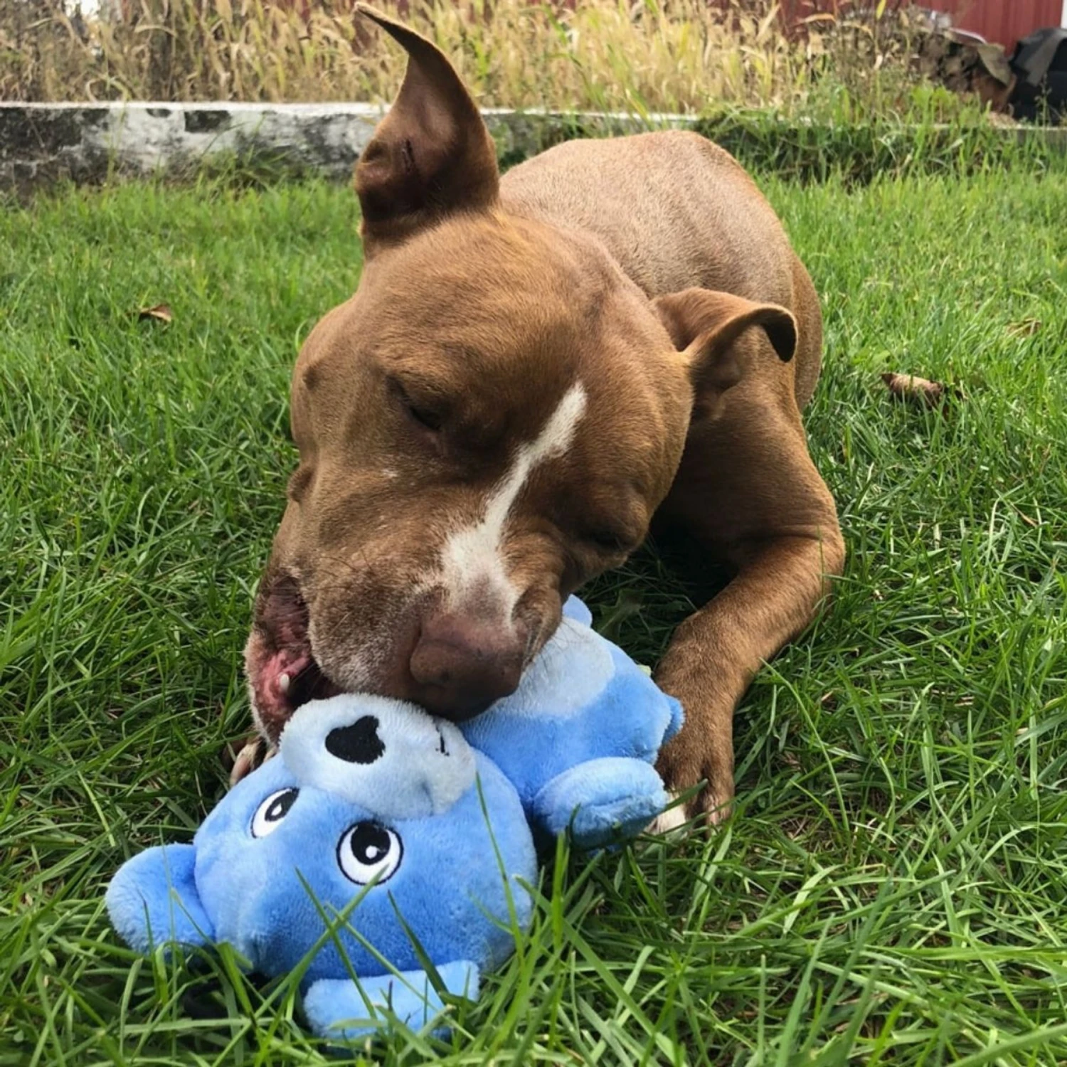 Snuggle Puppy Tender-Tuffs Soft Bear Dog Comfort Toy 8 Snuggle Puppy Tender-Tuffs Soft Bear Dog Comfort Toy - Image 6