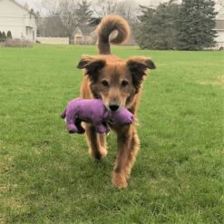 Snuggle Puppy Tender-Tuffs Plump Purple Hippo Tough Squeaky Dog Toy -Blue Buffalo Shop 155735 PT4. AC SS1800 V1667519287