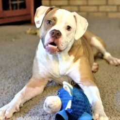 Snuggle Puppy Tender Tuffs Round Blue Cow Plush Squeaky Dog Toy, Blue 12 Snuggle Puppy Tender Tuffs Round Blue Cow Plush Squeaky Dog Toy, Blue -Blue Buffalo Shop 155739 PT4. AC SS1800 V1667517982