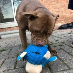 Snuggle Puppy Tender Tuffs Round Blue Cow Plush Squeaky Dog Toy, Blue 13 Snuggle Puppy Tender Tuffs Round Blue Cow Plush Squeaky Dog Toy, Blue -Blue Buffalo Shop 155739 PT5. AC SS1800 V1628908403