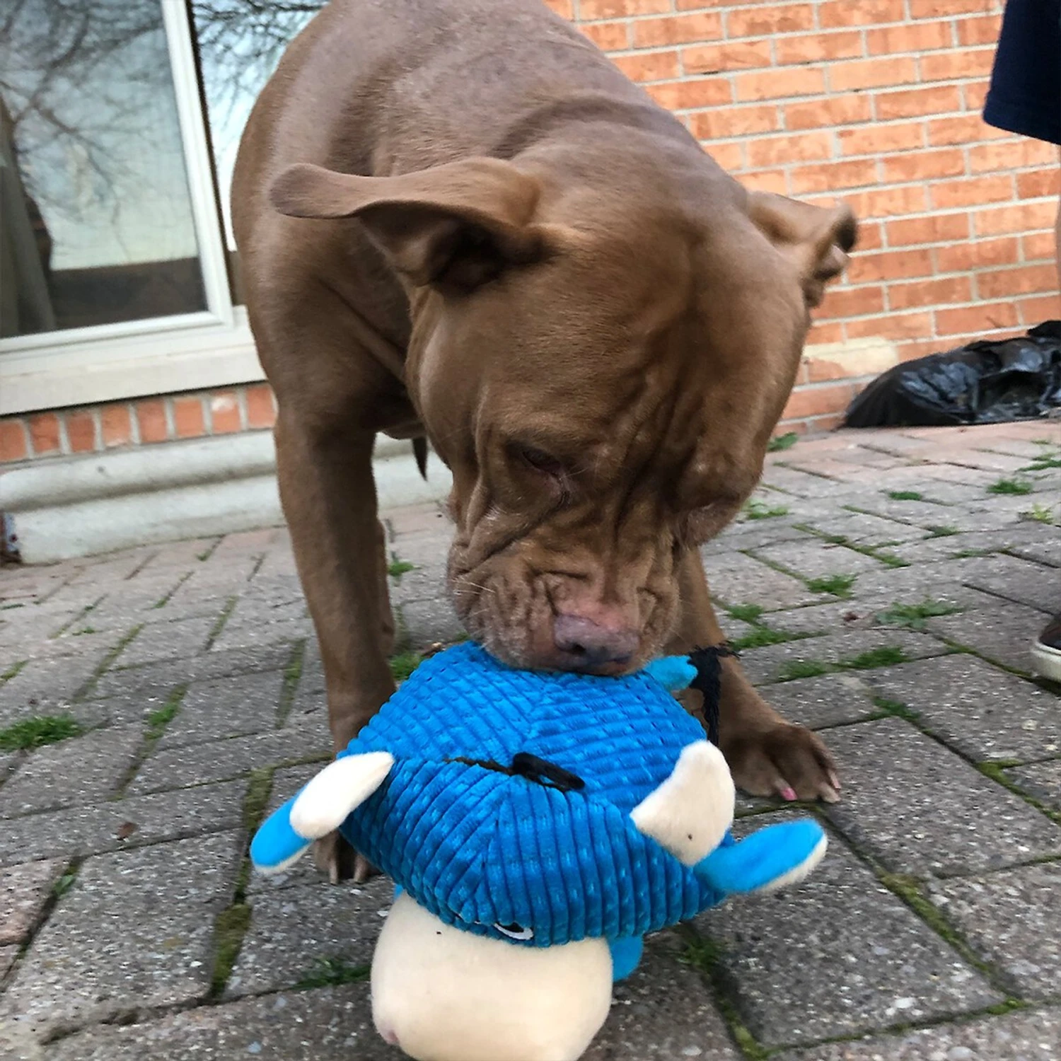 Snuggle Puppy Tender Tuffs Round Blue Cow Plush Squeaky Dog Toy, Blue 8 Snuggle Puppy Tender Tuffs Round Blue Cow Plush Squeaky Dog Toy, Blue - Image 6