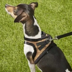 Best Pet Supplies Voyager Padded Fleece Dog Harness 17 Best Pet Supplies Voyager Padded Fleece Dog Harness -Blue Buffalo Shop 155835 PT7. AC SS1800 V1575484108