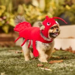 Frisco Red Lobster Dog & Cat Costume -Blue Buffalo Shop 158723 PT6. AC SS1800 V1659023888