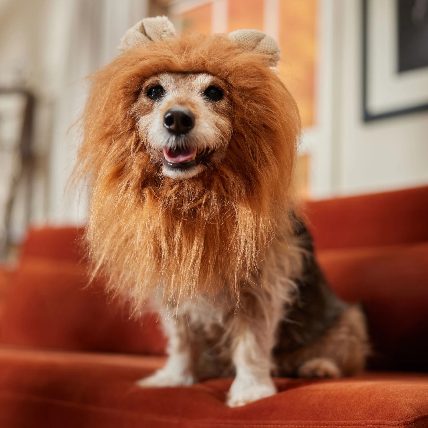Frisco Lion Mane Dog & Cat Costume 7 Frisco Lion Mane Dog & Cat Costume - Image 5