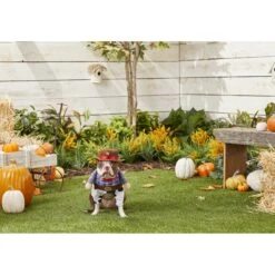 Frisco Front Walking Cowboy Dog & Cat Costume 11 Frisco Front Walking Cowboy Dog & Cat Costume -Blue Buffalo Shop 158842 PT3. AC SS1800 V1567176047