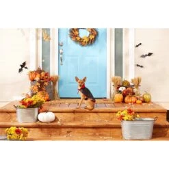 Frisco Vampire Cape Dog & Cat Costume 10 Frisco Vampire Cape Dog & Cat Costume -Blue Buffalo Shop 160793 PT3. AC SS1800 V1567176564