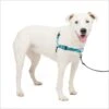 PetSafe Deluxe Easy Walk Nylon Reflective No Pull Dog Harness -Blue Buffalo Shop 161211 MAIN. AC SS1800 V1695824097