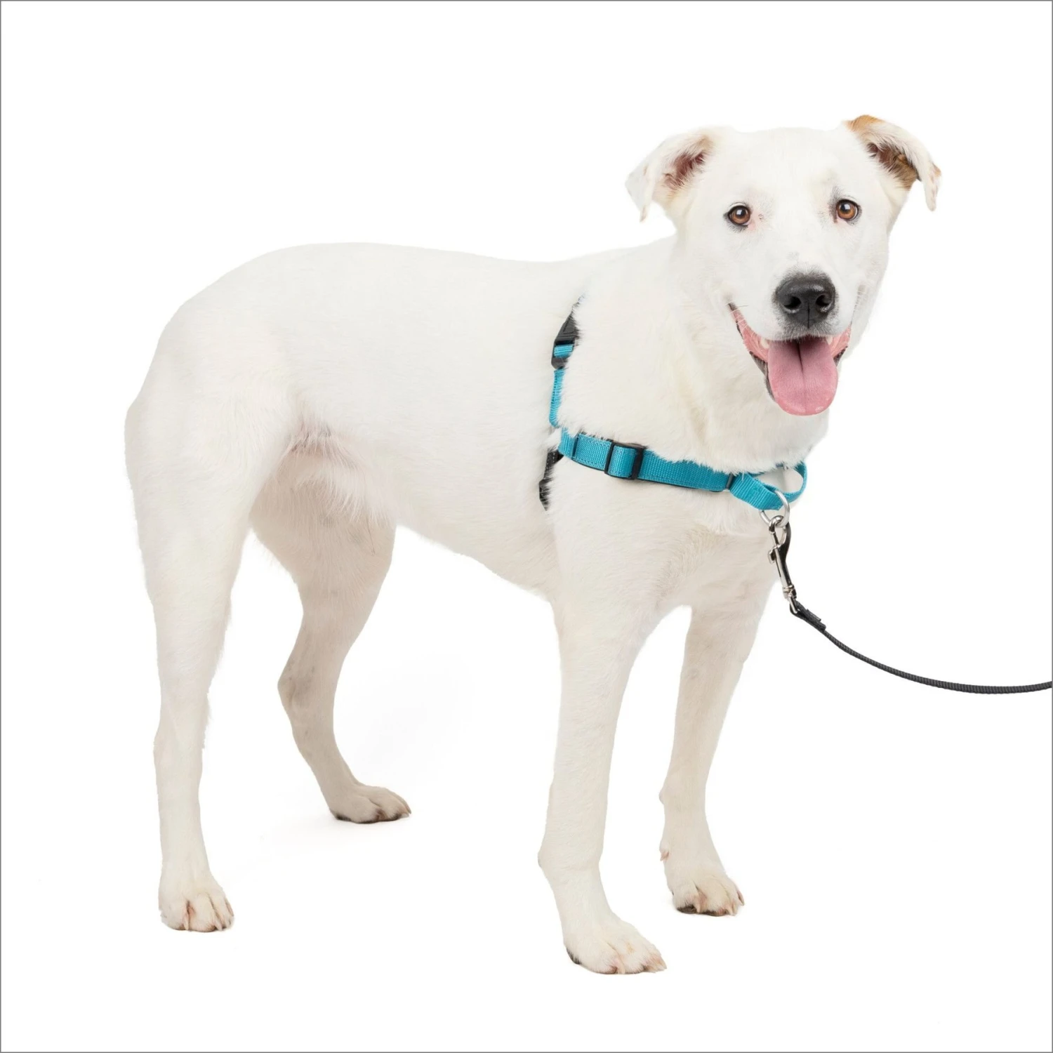 PetSafe Deluxe Easy Walk Nylon Reflective No Pull Dog Harness 3 PetSafe Deluxe Easy Walk Nylon Reflective No Pull Dog Harness