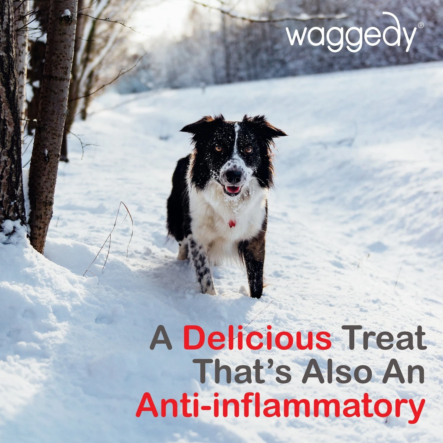 Waggedy Anti-Inflammatory Hip & Joint Soft Chews Supplement For Dogs, 90 Count 9 Waggedy Anti-Inflammatory Hip & Joint Soft Chews Supplement For Dogs, 90 Count - Image 7