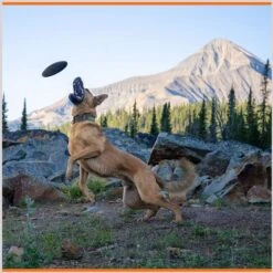 Monster K9 Dog Toys Indestructible Flying Disc Dog Toy -Blue Buffalo Shop 173928 PT3. AC SS1800 V1672947984
