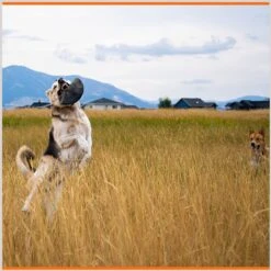 Monster K9 Dog Toys Indestructible Flying Disc Dog Toy -Blue Buffalo Shop 173928 PT4. AC SS1800 V1672948211