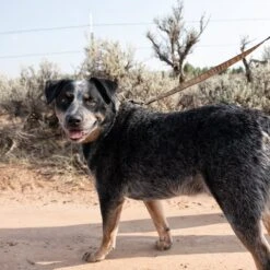 Carhartt Journeyman Dog Leash 16 Carhartt Journeyman Dog Leash -Blue Buffalo Shop 174411 PT6. AC SS1800 V1559224031