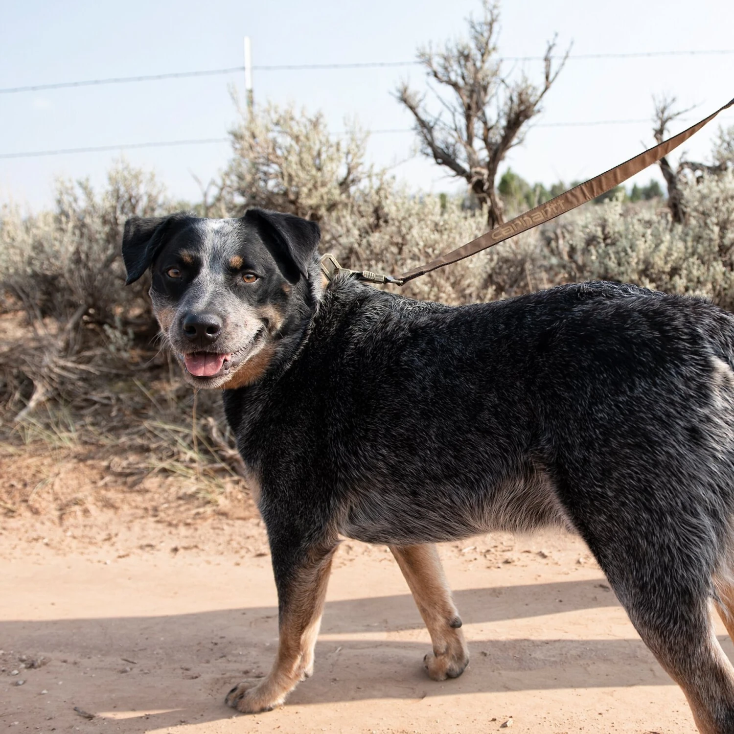 Carhartt Journeyman Dog Leash 9 Carhartt Journeyman Dog Leash - Image 7