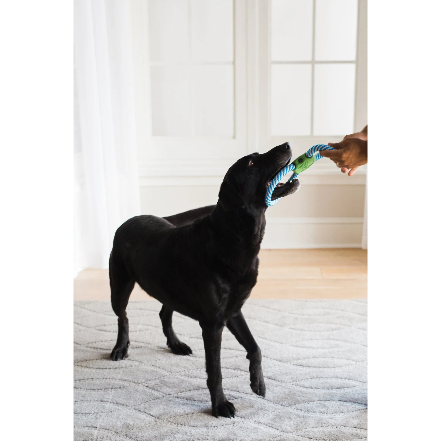JW Pet Giggle Tug Dog Toy 4 JW Pet Giggle Tug Dog Toy - Image 2