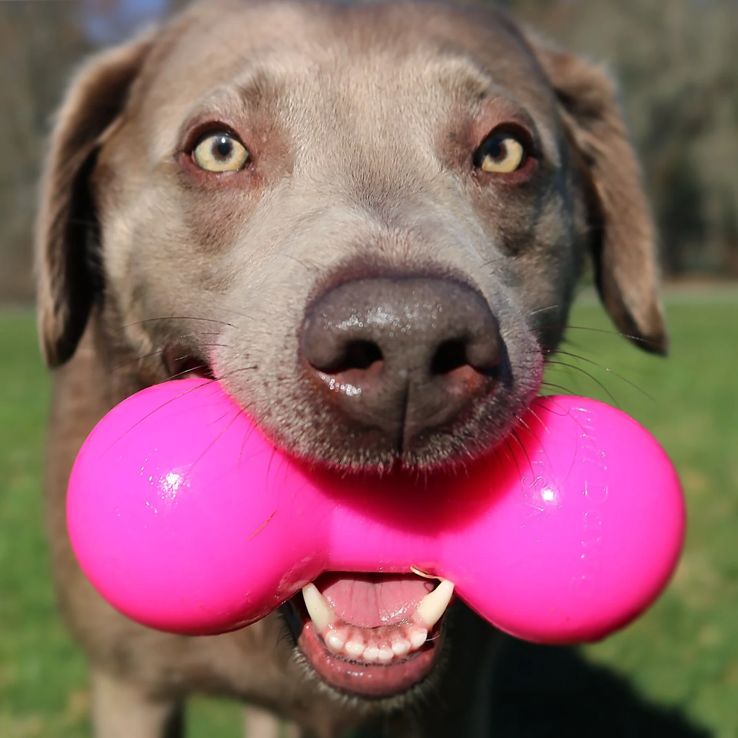 Ruff Dawg Indestructible Big Dawg Barbell Tough Dog Chew Toy 5 Ruff Dawg Indestructible Big Dawg Barbell Tough Dog Chew Toy - Image 3