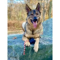 USA-K9 Magnum Skull Treat Dispensing Tough Dog Chew Toy -Blue Buffalo Shop 181070 PT5. AC SS1800 V1564608446