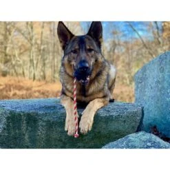 USA-K9 Magnum Skull Treat Dispensing Tough Dog Chew Toy -Blue Buffalo Shop 181070 PT6. AC SS1800 V1564608472