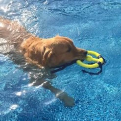 Nylabone Power Play Ring Thing Floatable Dog Toy -Blue Buffalo Shop 195438 PT4. AC SS1800 V1685647230