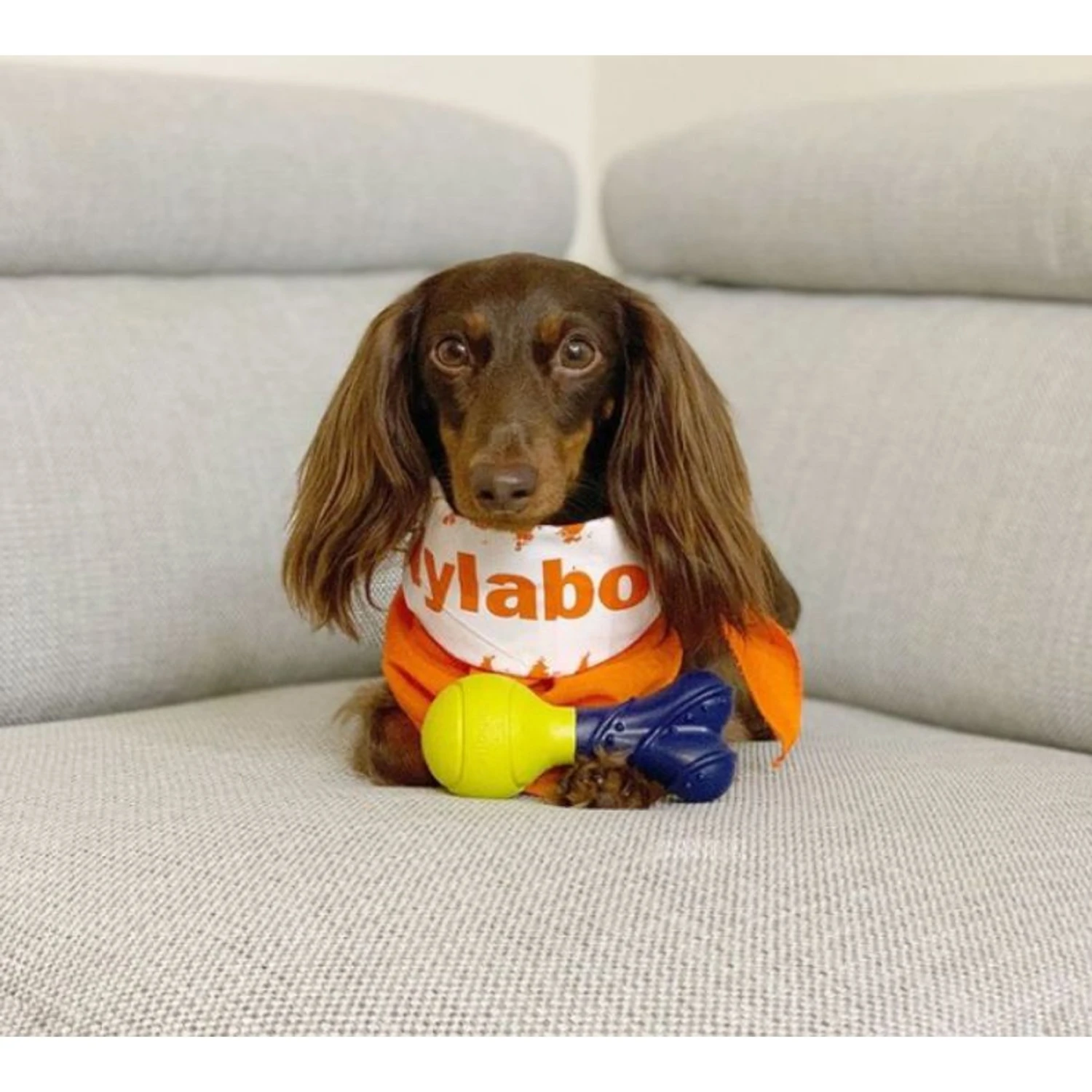 Nylabone Power Play Rubber Fetch-a-Bounce Dog Toy 4 Nylabone Power Play Rubber Fetch-a-Bounce Dog Toy - Image 2