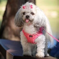 Li'l Pals Canvas Step In Back Clip Dog Harness -Blue Buffalo Shop 195780 PT2. AC SS1800 V1677960126