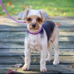 Li'l Pals Glitter Overlay Dog Leash -Blue Buffalo Shop 195889 PT4. AC SS1800 V1628568427