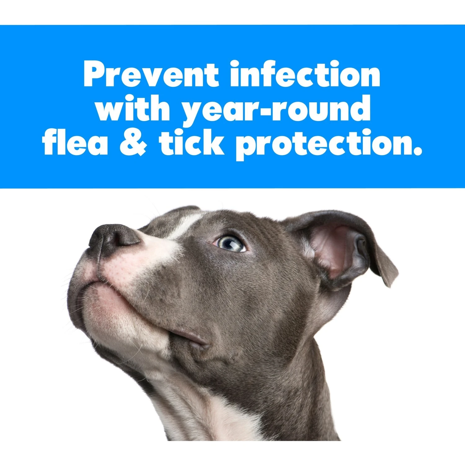 Remedi Animal Solutions Dog-11 Flea & Tick Diminish Dog Supplement, 1-oz Bottle 4 Remedi Animal Solutions Dog-11 Flea & Tick Diminish Dog Supplement, 1-oz Bottle - Image 2