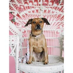 Pink Papyrus Isabella Polyester Dog Leash -Blue Buffalo Shop 206450 PT3. AC SS1800 V1627312003