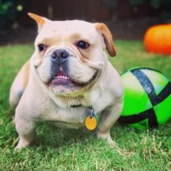 First Saturday Lime Monthly Pet Insect Repellent -Blue Buffalo Shop 206571 PT5. AC SS1800 V1572278368