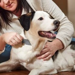 Frisco Flea Comb For Cats & Dogs -Blue Buffalo Shop 206888 PT3. AC SS1800 V1680186156