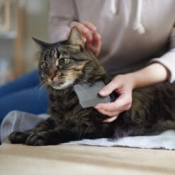 Frisco Flea Comb For Cats & Dogs -Blue Buffalo Shop 206888 PT4. AC SS1800 V1680186101