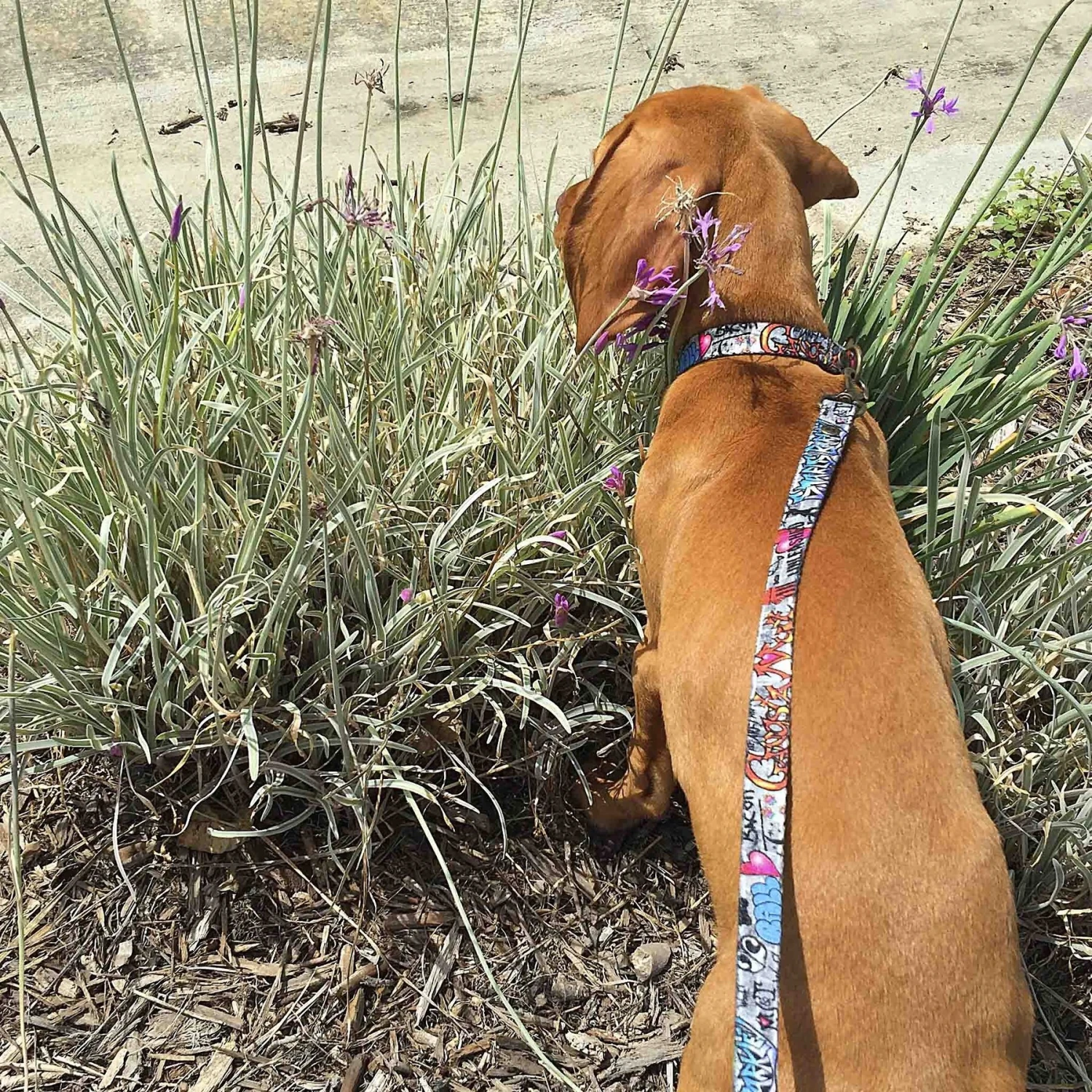 Merry Jane & Thor GangstaMutt Snarls Barkley Polyester Dog Leash 4 Merry Jane & Thor GangstaMutt Snarls Barkley Polyester Dog Leash - Image 2