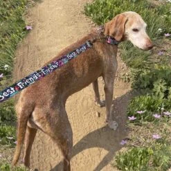 Merry Jane & Thor GangstaMutt Best Friends Forever Polyester Dog Leash -Blue Buffalo Shop 211551 PT1. AC SS1800 V1628231490