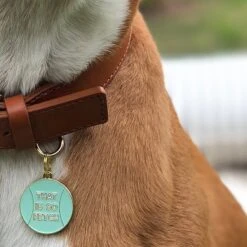 Two Tails Pet Company That's So Fetch Personalized Dog & Cat ID Tag -Blue Buffalo Shop 211581 pt2. AC SS1800 V1576183992