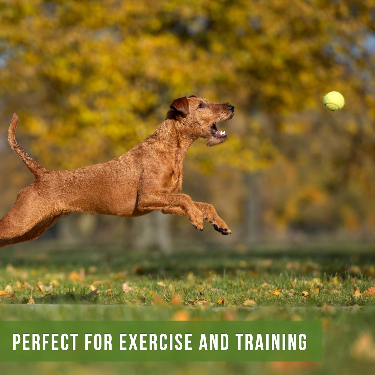 Hyper Pet Tennis Balls Dog Toy, 12 Count 7 Hyper Pet Tennis Balls Dog Toy, 12 Count - Image 5