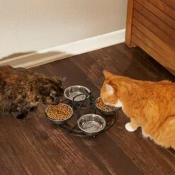 Frisco Multi Pet Feeding 4-Bowls Stainless Steel Dog & Cat Bowls, 0.5 Cup -Blue Buffalo Shop 213787 PT6. AC SS1800 V1599091021