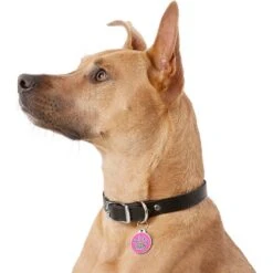 GoTags Stainless Steel Personalized Dog & Cat ID Tag, Swarovski Crystal Paw Print -Blue Buffalo Shop 213974 PT4. AC SS1800 V1629321072