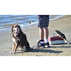 Surf City Pet Works Traffic Reflective Bungee Hands-Free Running Dog Leash -Blue Buffalo Shop 214532 PT3. AC SS1800 V1601007670