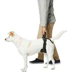Frisco Rear Lift Handicapped Support Dog Harness 11 Frisco Rear Lift Handicapped Support Dog Harness -Blue Buffalo Shop 220374 PT5. AC SS1800 V1605743213