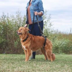 Frisco Rear Lift Handicapped Support Dog Harness 13 Frisco Rear Lift Handicapped Support Dog Harness -Blue Buffalo Shop 220374 PT7. AC SS1800 V1605754619