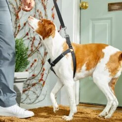 Frisco Nylon Step In Back Clip Dog Harness -Blue Buffalo Shop 220519 PT4. AC SS1800 V1605582116