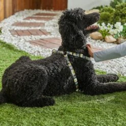 STAR WARS THE MANDALORIAN GROGU Dog Harness -Blue Buffalo Shop 226366 PT8. AC SS1800 V1651610204