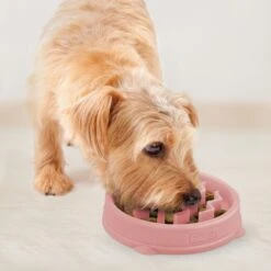 Outward Hound Non-Skid Plastic Slow Feeder Wave Dog Bowl 16 Outward Hound Non-Skid Plastic Slow Feeder Wave Dog Bowl -Blue Buffalo Shop 226749 PT5. AC SS1800 V1694439729