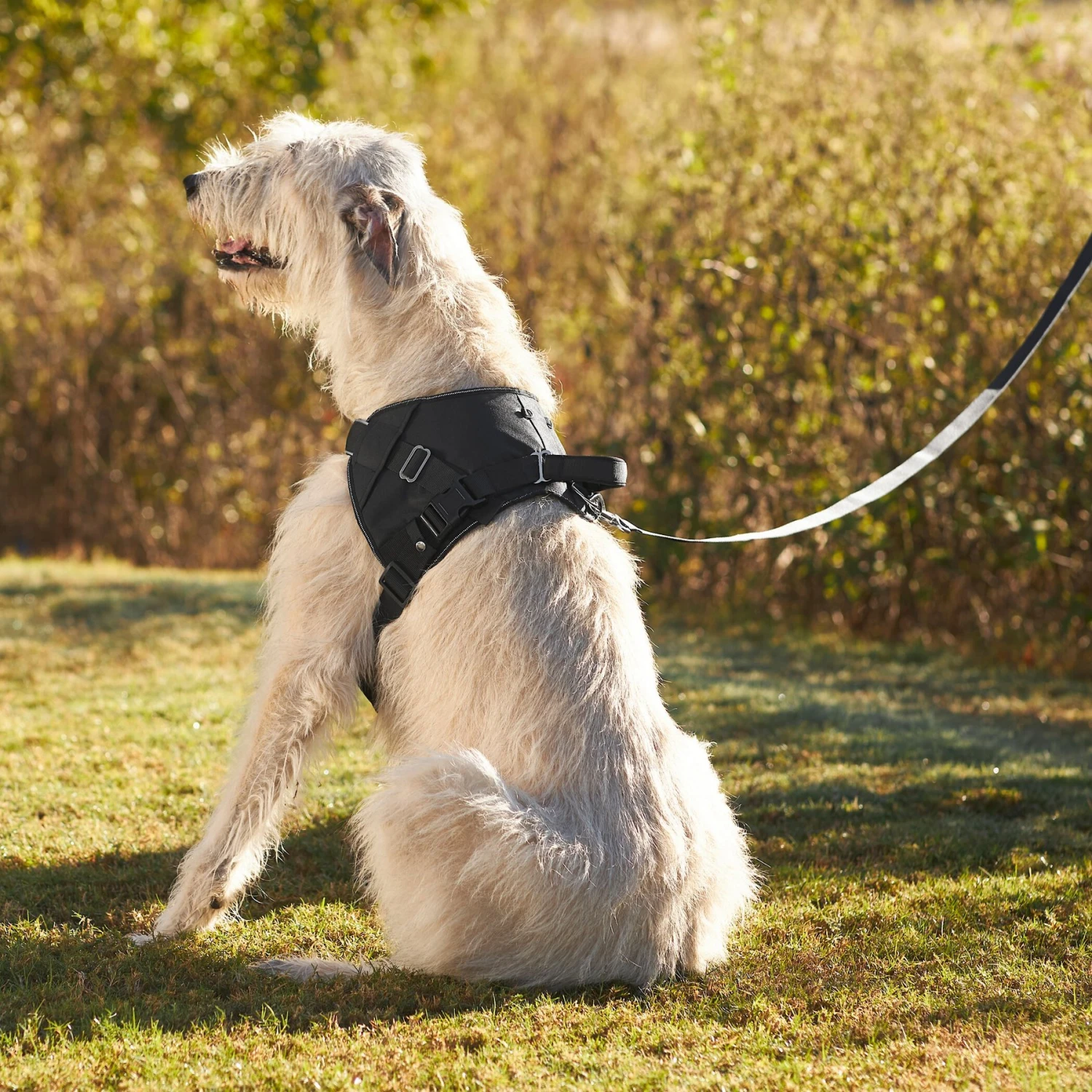Frisco Big Dog Harness 9 Frisco Big Dog Harness - Image 7