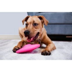 Hartz DuraPlay Disc Bacon Scented Dog Toy, Color Varies -Blue Buffalo Shop 232936 PT4. AC SS1800 V1661201470