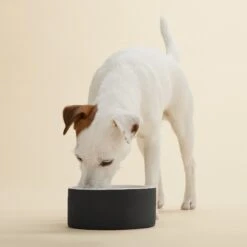 PAIKKA Slow Feed Ceramic Dog & Cat Bowl 6 PAIKKA Slow Feed Ceramic Dog & Cat Bowl -Blue Buffalo Shop 234242 PT1. AC SS1800 V1627324942
