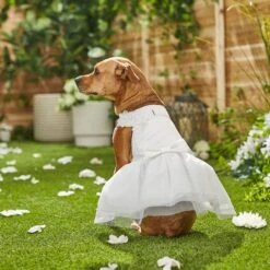 Frisco Formal Dog Wedding Dress 15 Frisco Formal Dog Wedding Dress -Blue Buffalo Shop 248743 PT7. AC SS1800 V1614118361